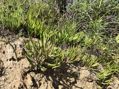 Dudleya multicaulis