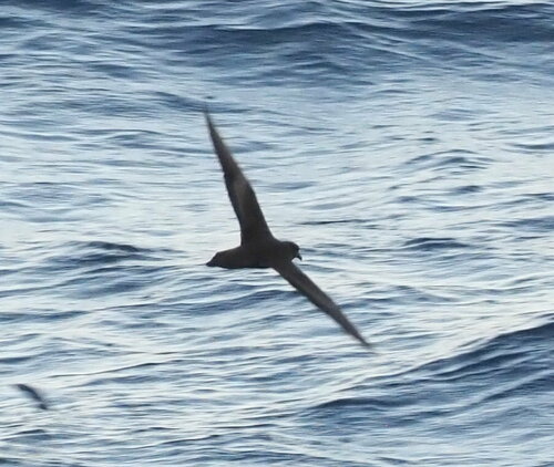 Petrel de Bulwer (Bulweria bulwerii)