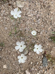 Linanthus maricopensis