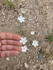 Linanthus maricopensis