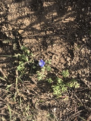 Nemophila menziesii