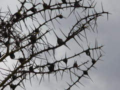 Vachellia drepanolobium