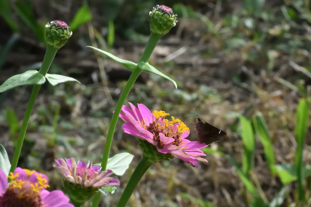 Skippers from 1600 N 3rd St, Monroe, LA 71201, USA on October 22, 2023