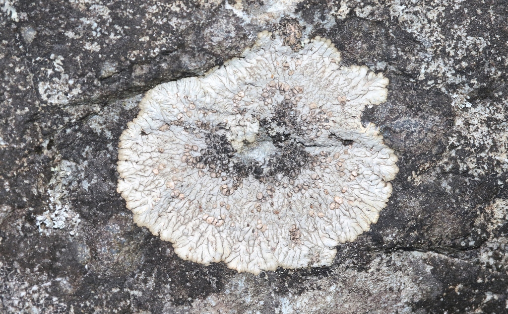 Placopsis salazina