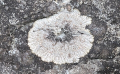 Placopsis salazina