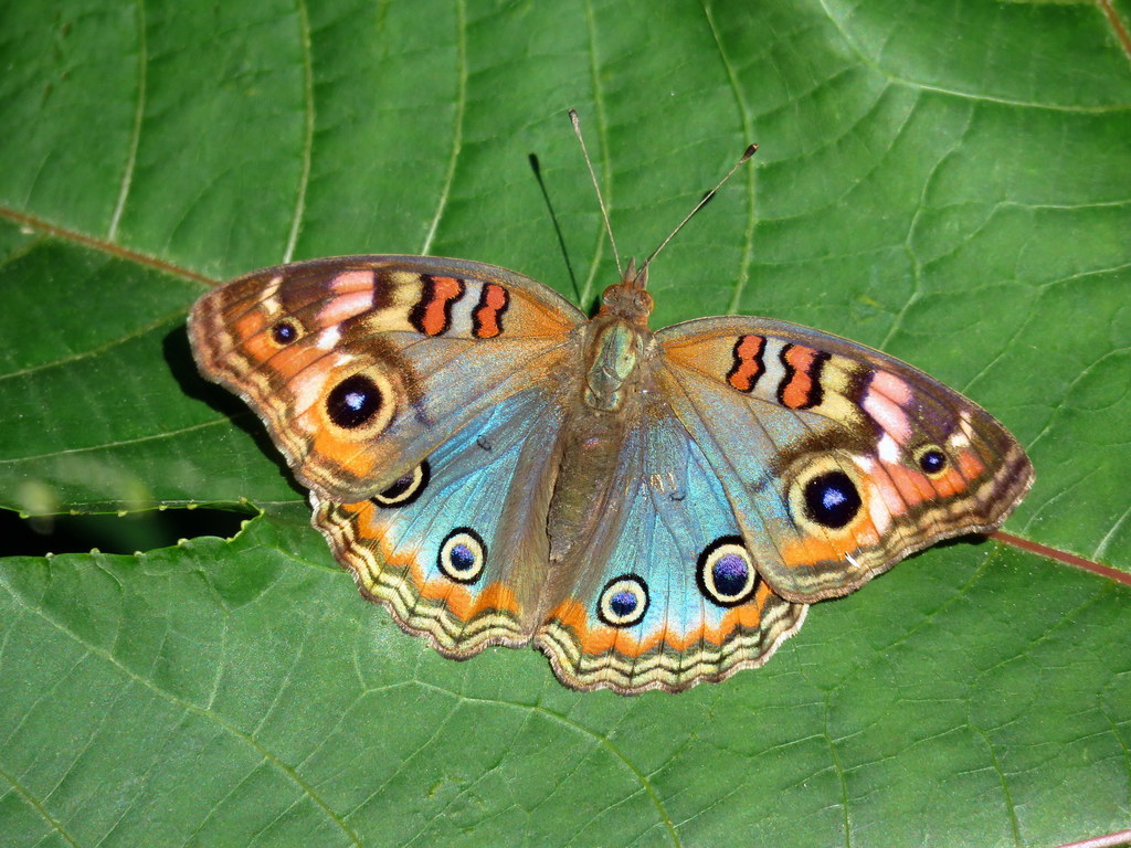 Junonia genoveva