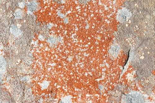 Trentepohlia nuotrauka