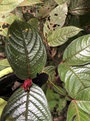 Psychotria prancei