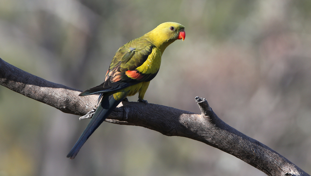 Regent Parrot