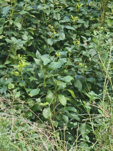Image of Hedera maderensis by (c) Vítor Jorge, some rights reserved (CC BY)