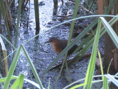 Laterallus melanophaius