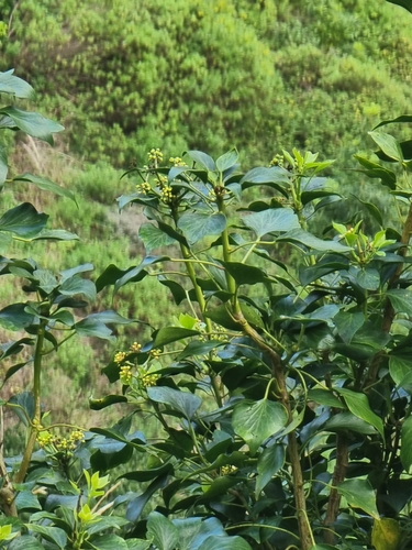 Image of Hedera maderensis by (c) Vítor Jorge, some rights reserved (CC BY)