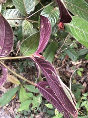 Psychotria prancei