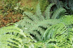 Cyathea medullaris