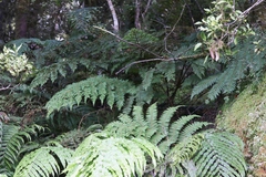 Cyathea medullaris