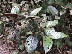 Psychotria prancei