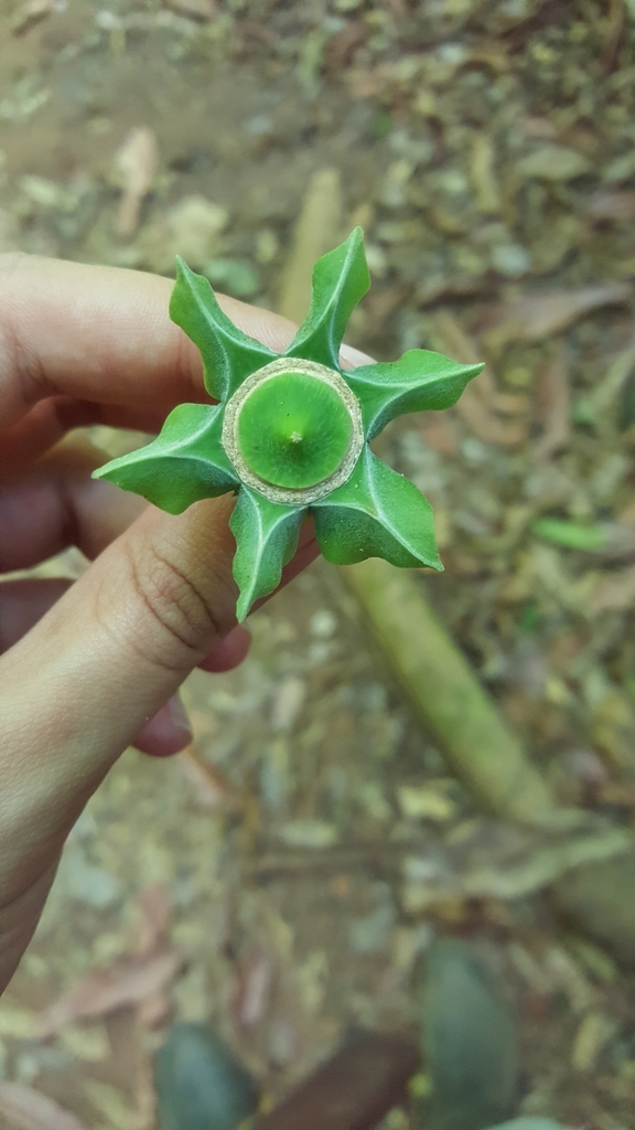 Gustavia brachycarpa