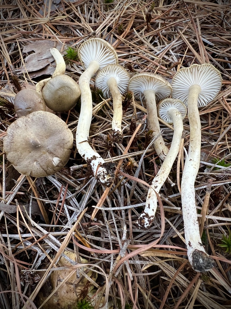 Hygrophorus amygdalinus