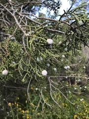 Juniperus californica