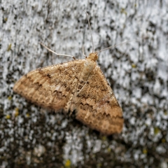 Scopula rubraria