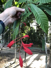 Warszewiczia coccinea