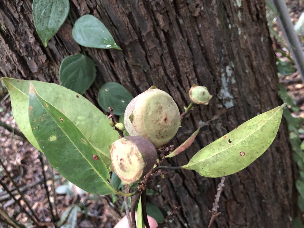 Eschweilera cyathiformis