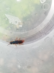 Dinothenarus saphyrinus