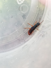 Dinothenarus saphyrinus