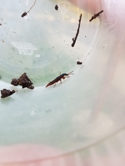 Dinothenarus saphyrinus