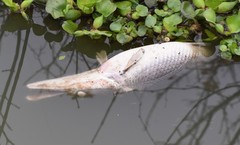 Atractosteus spatula