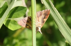 Mnesictena flavidalis