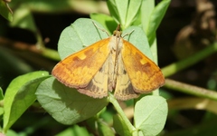 Mnesictena flavidalis