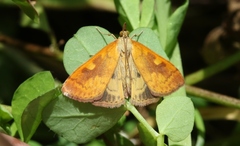 Mnesictena flavidalis