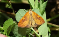 Mnesictena flavidalis