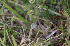 Hemiargus ceraunus