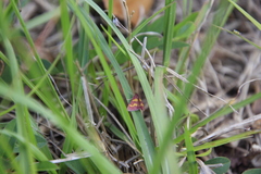 Pyrausta tyralis