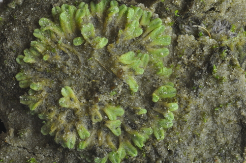Image of Lizard Crystalwort by no rights reserved