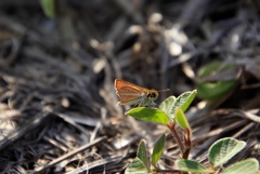 Copaeodes minima