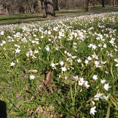 Claytonia virginica