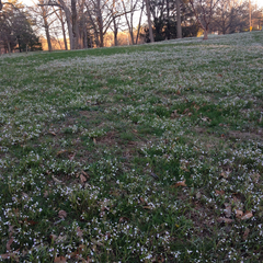 Claytonia virginica