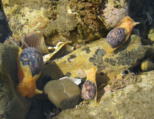 Cloudy Bubble Snail
