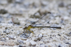 Argia tibialis