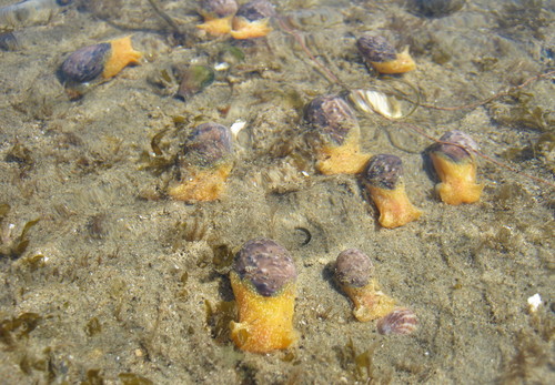 Cloudy Bubble Snail
