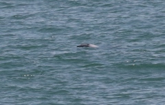 Cephalorhynchus hectori