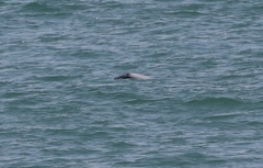 Cephalorhynchus hectori