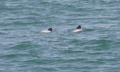 Cephalorhynchus hectori