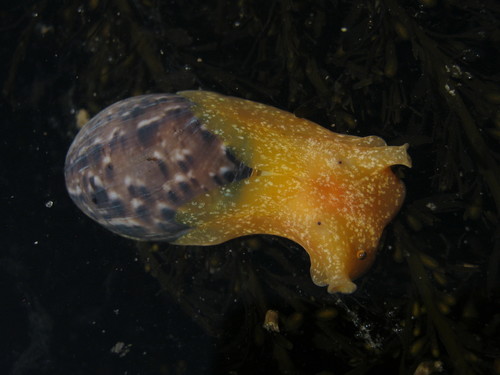 Cloudy Bubble Snail