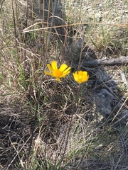 Thelesperma simplicifolium