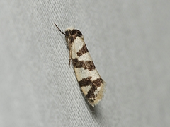 Lepidoscia characota