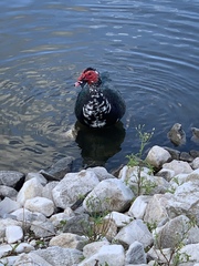 Cairina moschata domestica